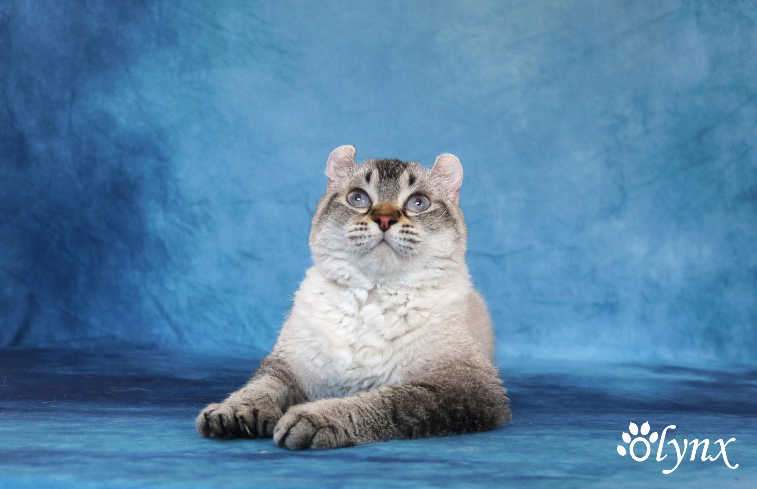 Femelle Highlander (Highland Lynx / Mohave Bob)