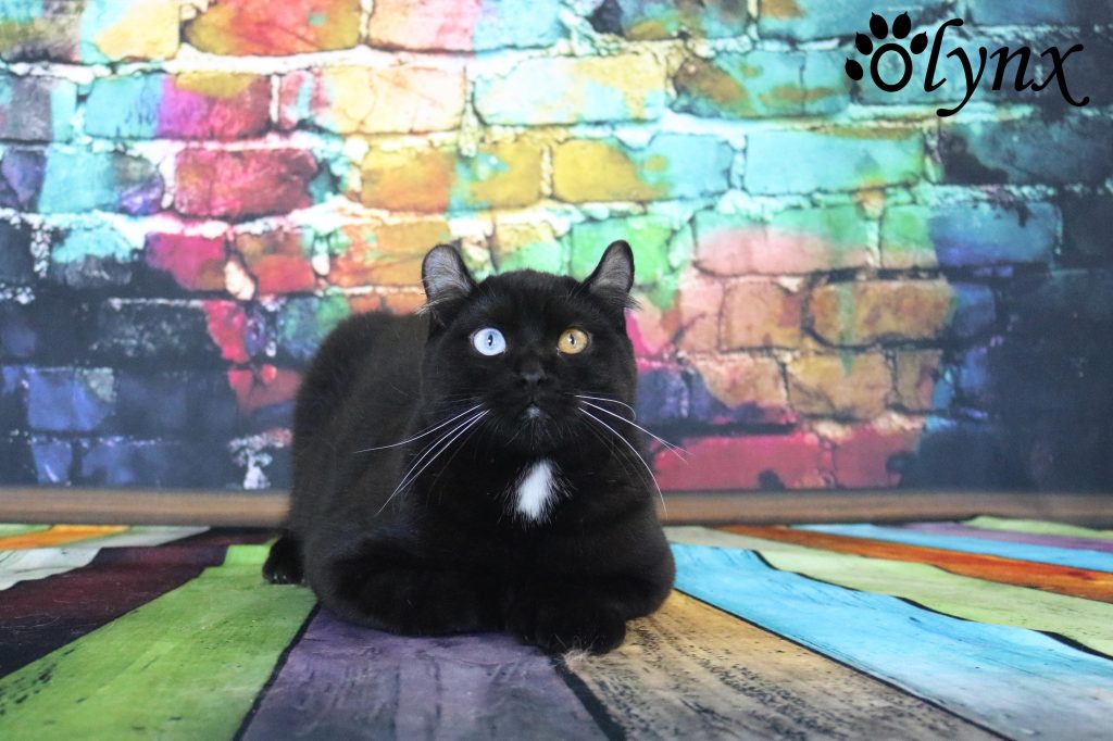 Mâle Highlander DBE