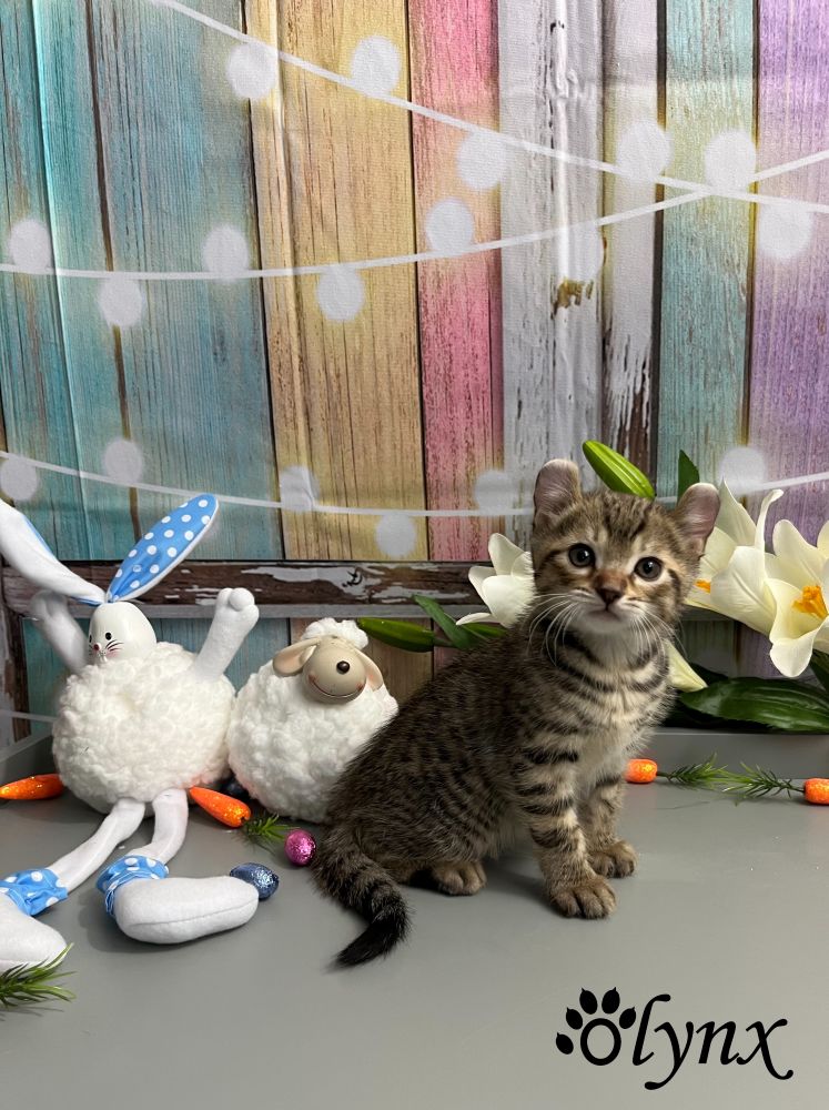 Mâle Highlander (Highland Lynx)