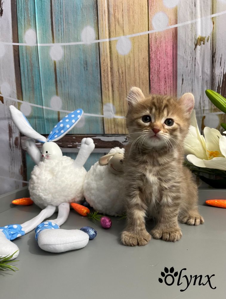 Femelle Highlander (Highland Lynx)