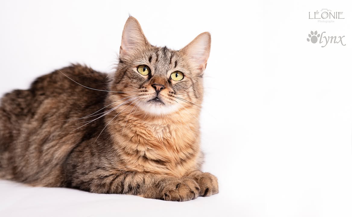 Chatterie de l’Olynx : Pixie-Bob et Highlander/Highland Lynx