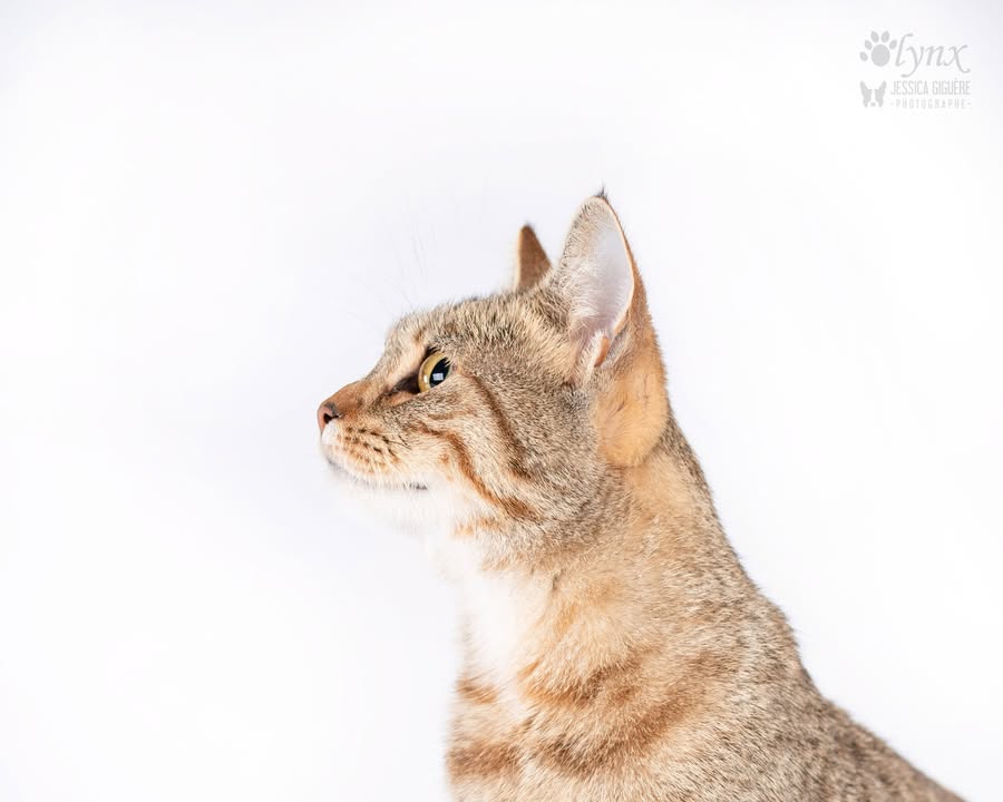 Chatterie de l’Olynx : Pixie-Bob et Highlander/Highland Lynx