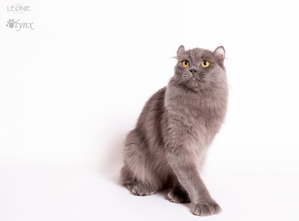 Chatterie de l’Olynx : Pixie-Bob et Highlander/Highland Lynx