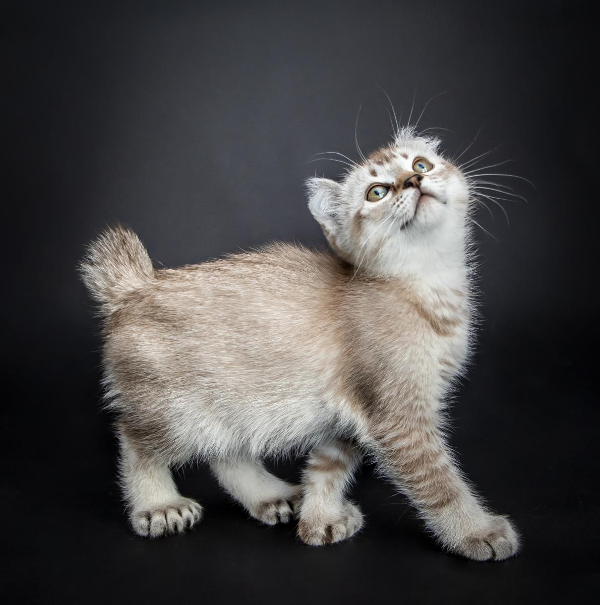 Femelle Highland Lynx
