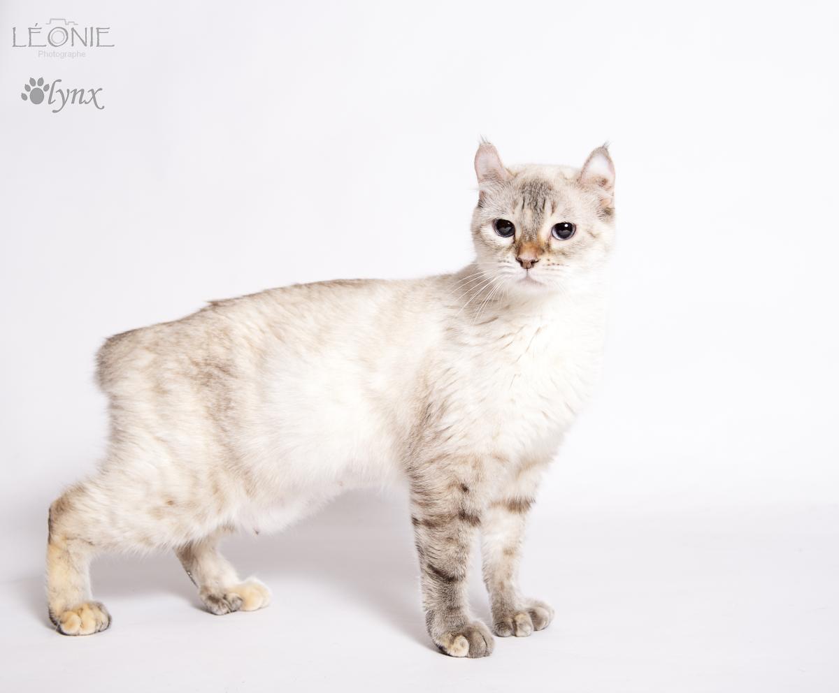 Femelle Highlander / Highland Lynx