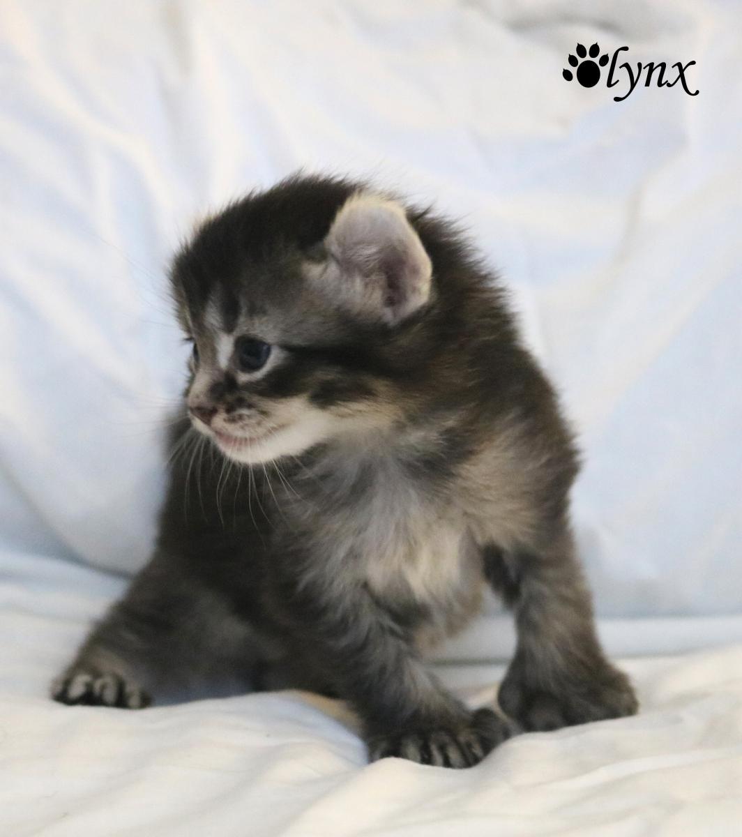 Femelle Highland Lynx