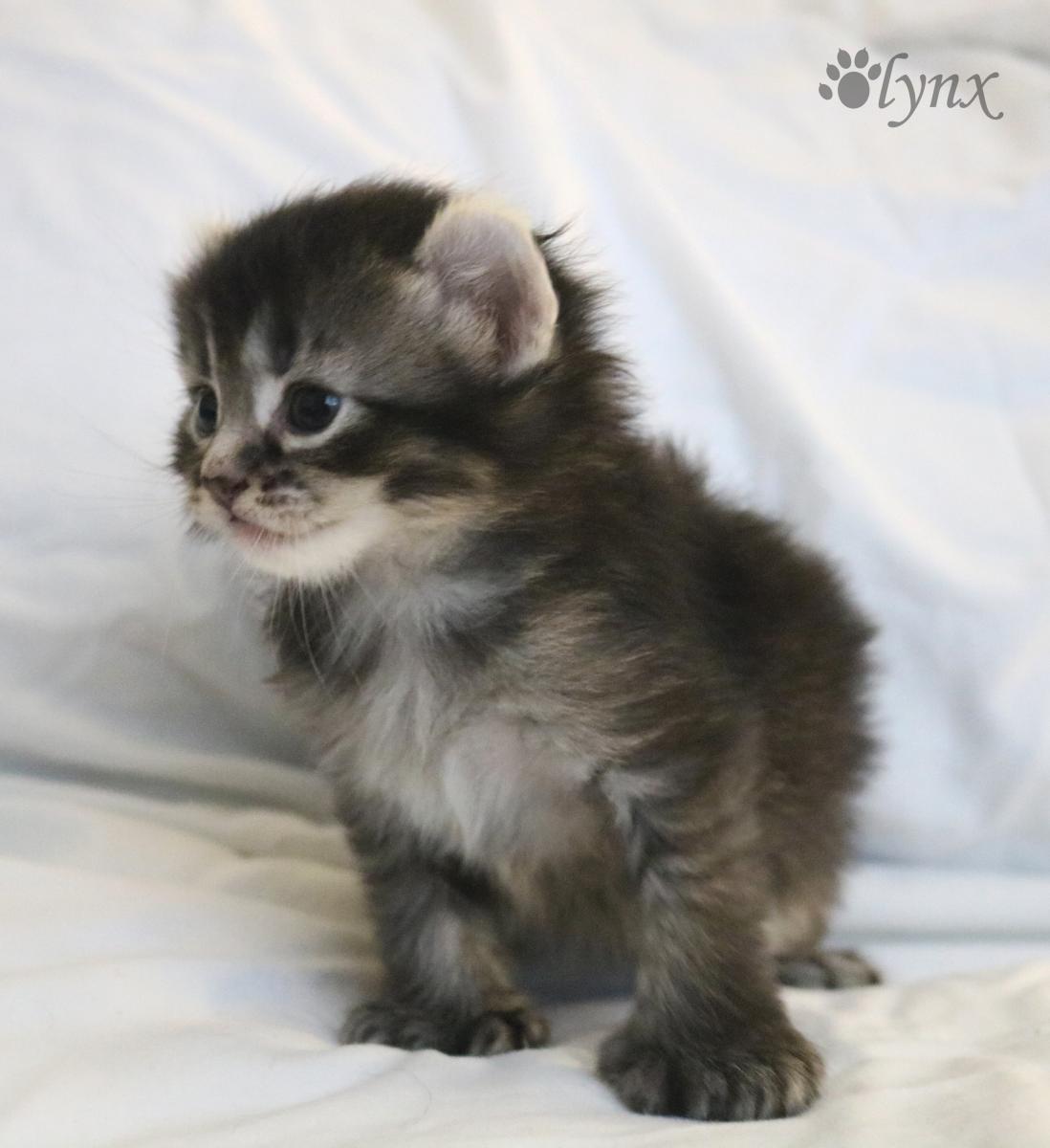 Femelle Highland Lynx