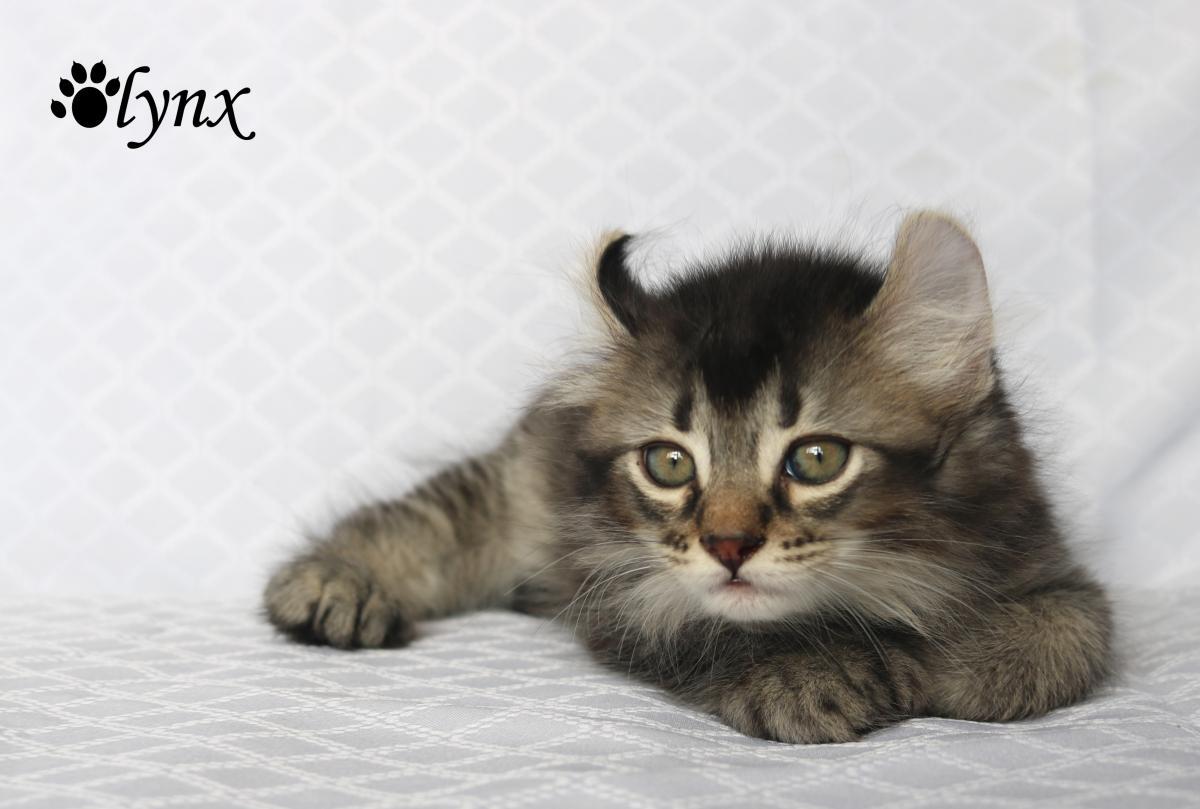 Femelle Highland Lynx