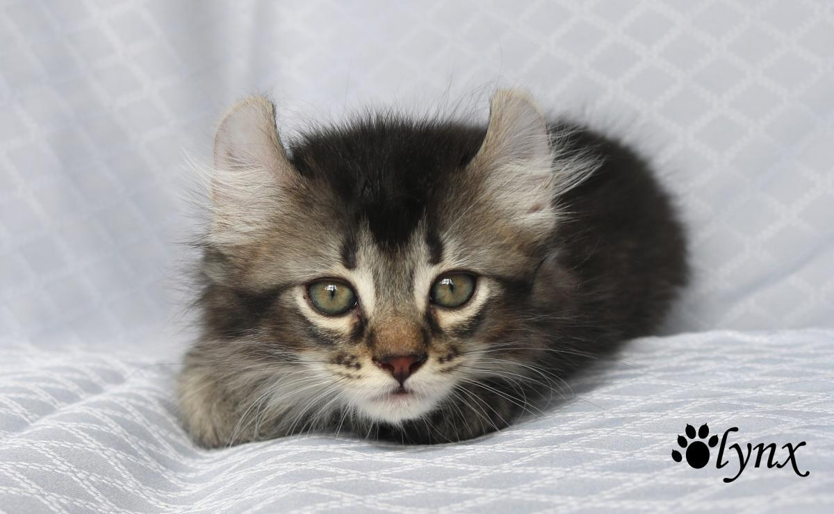 Femelle Highland Lynx