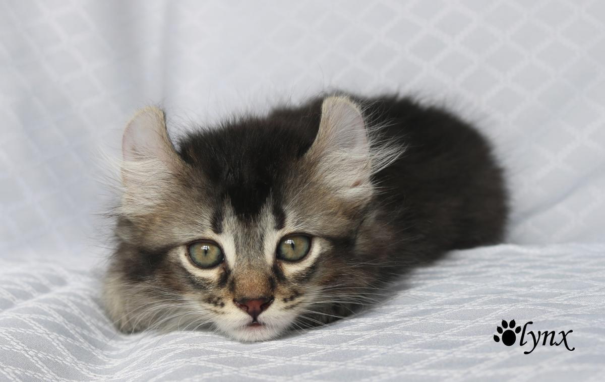 Femelle Highland Lynx