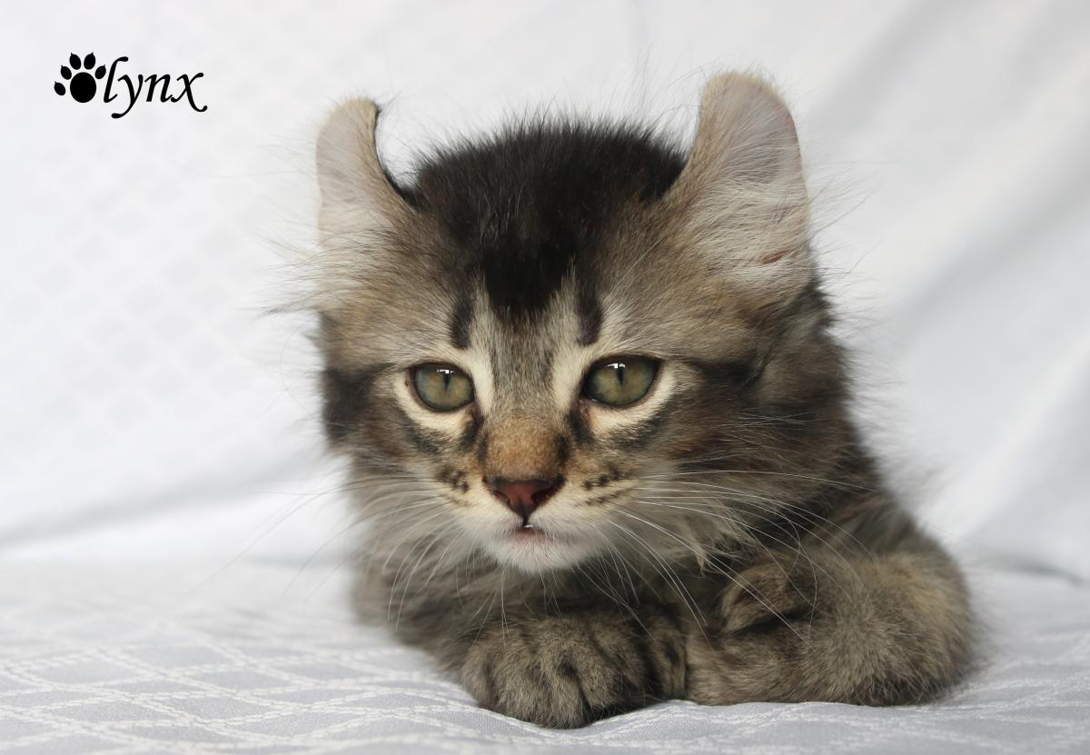 Femelle Highland Lynx