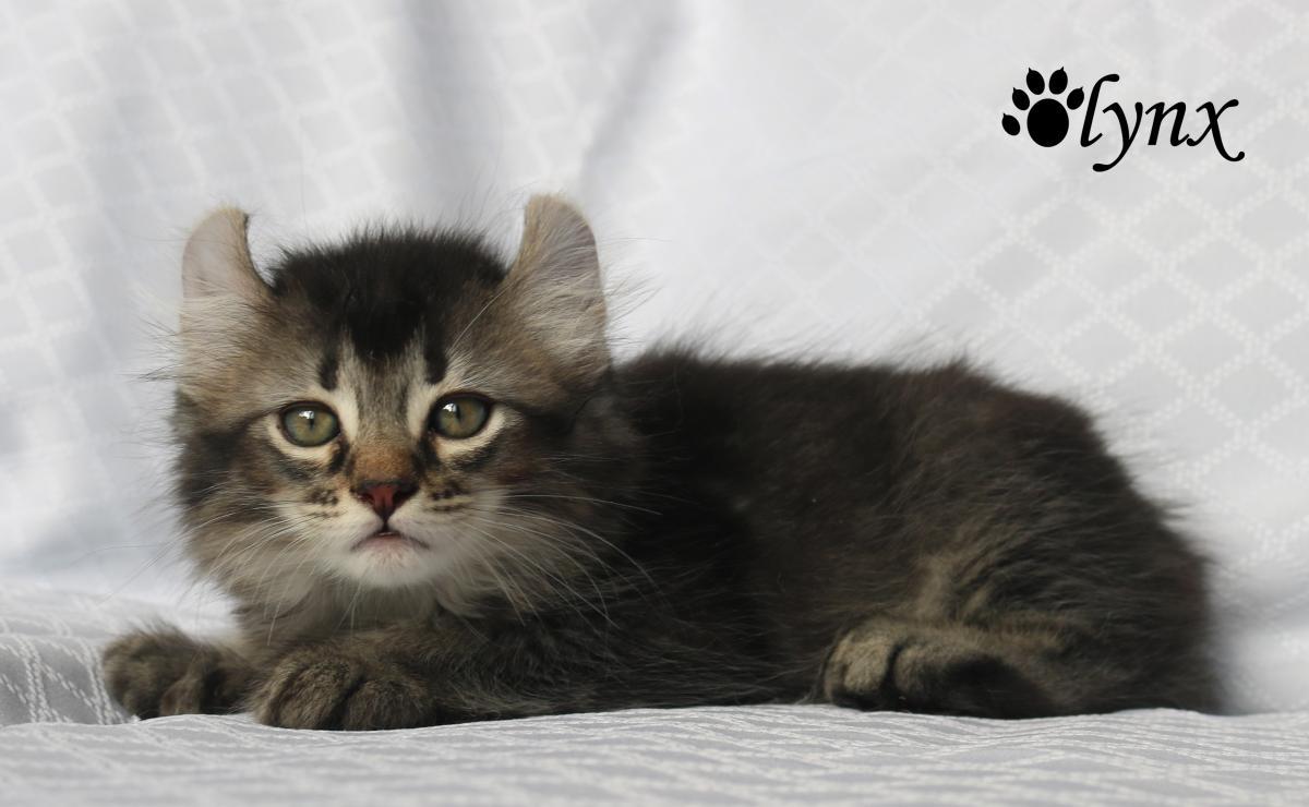 Femelle Highland Lynx