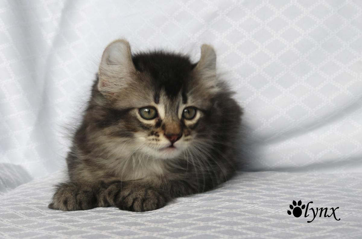 Femelle Highland Lynx