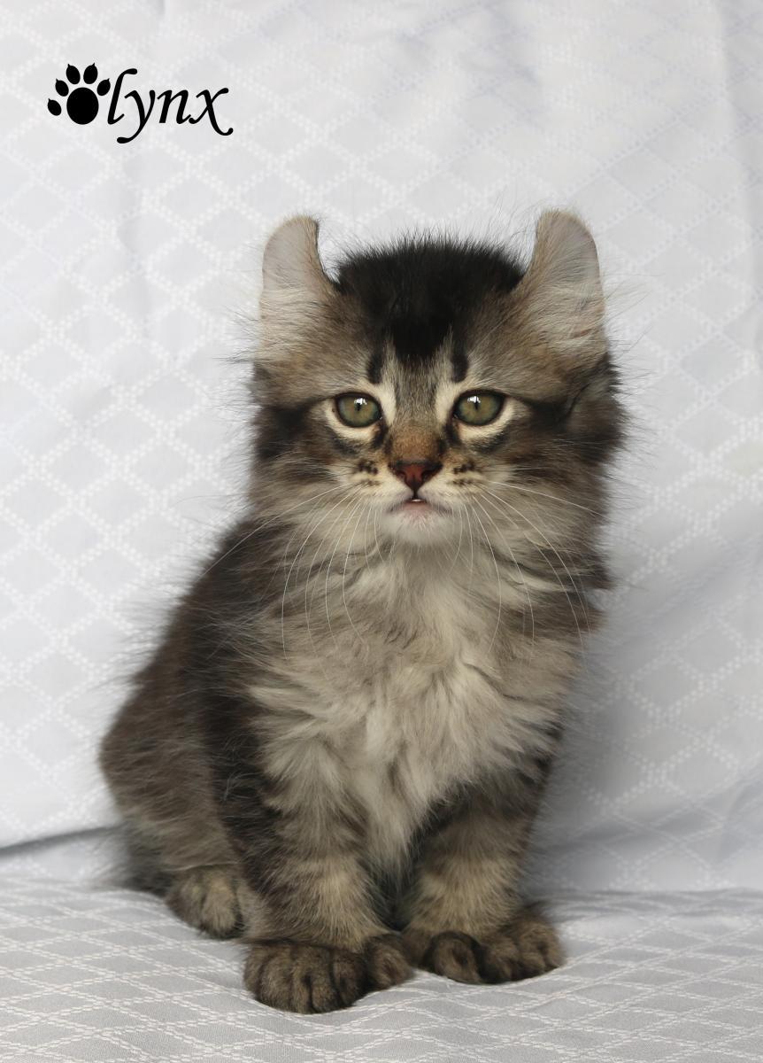 Femelle Highland Lynx