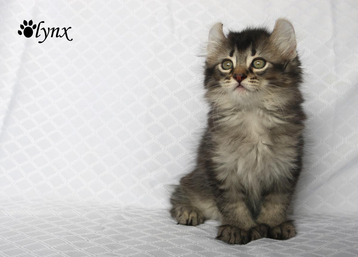 Femelle Highland Lynx