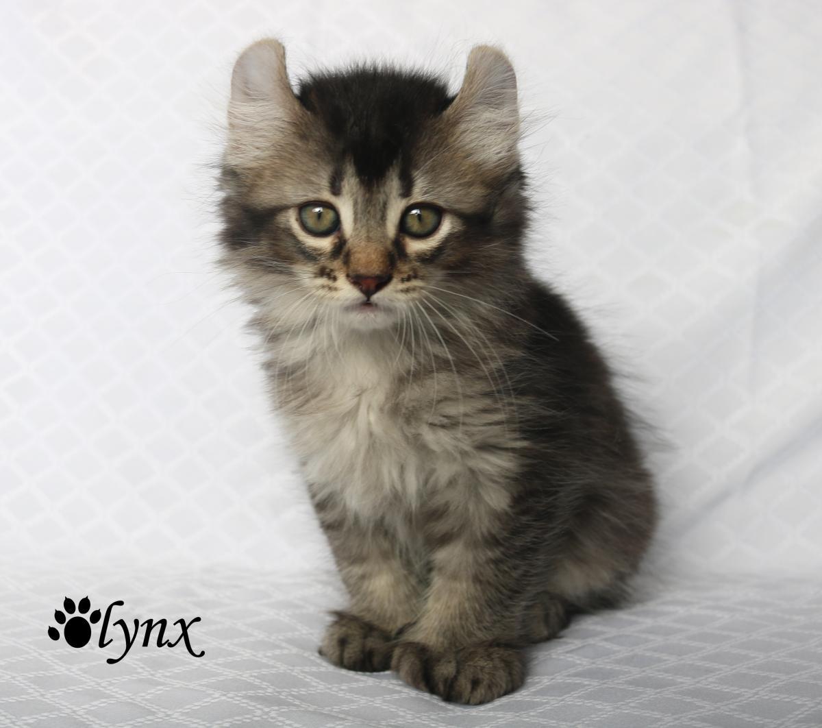 Femelle Highland Lynx