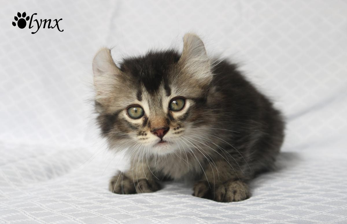 Femelle Highland Lynx