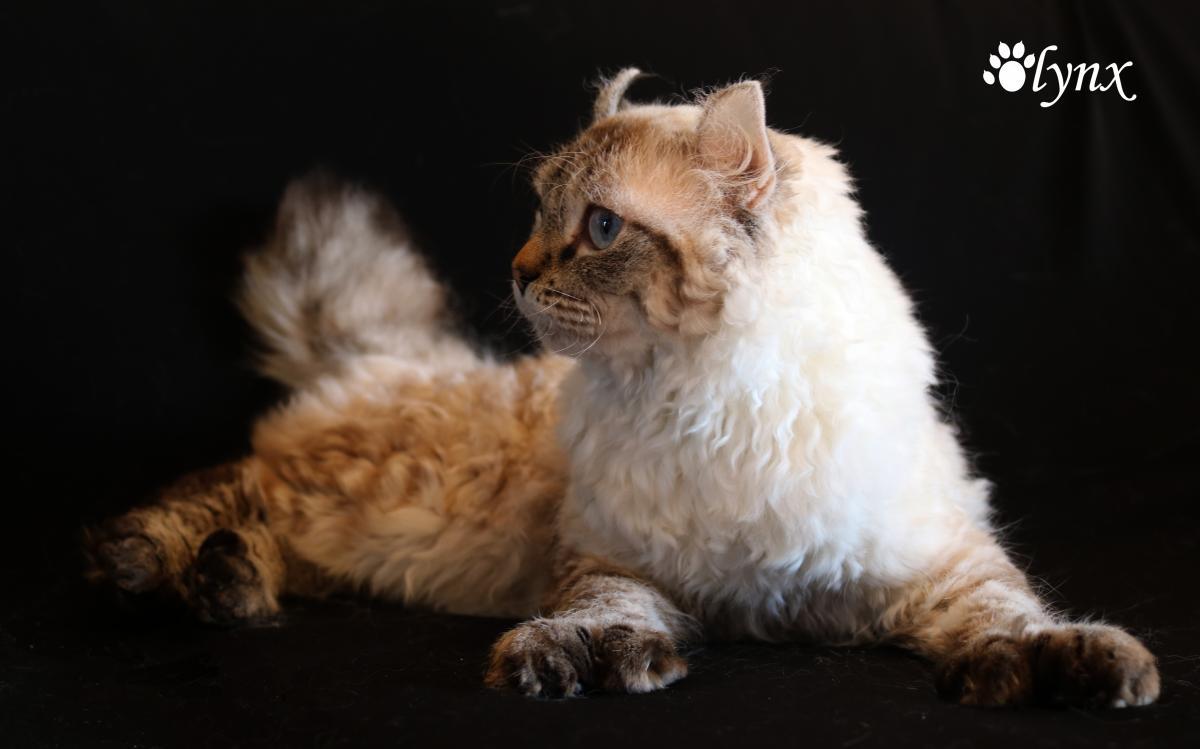 Femelle Highland Lynx - Mohave Bob