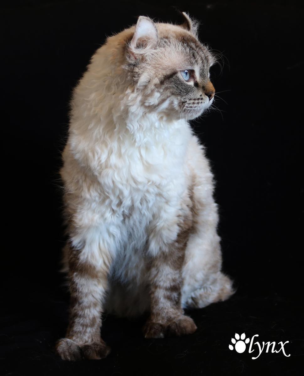 Femelle Highland Lynx - Mohave Bob