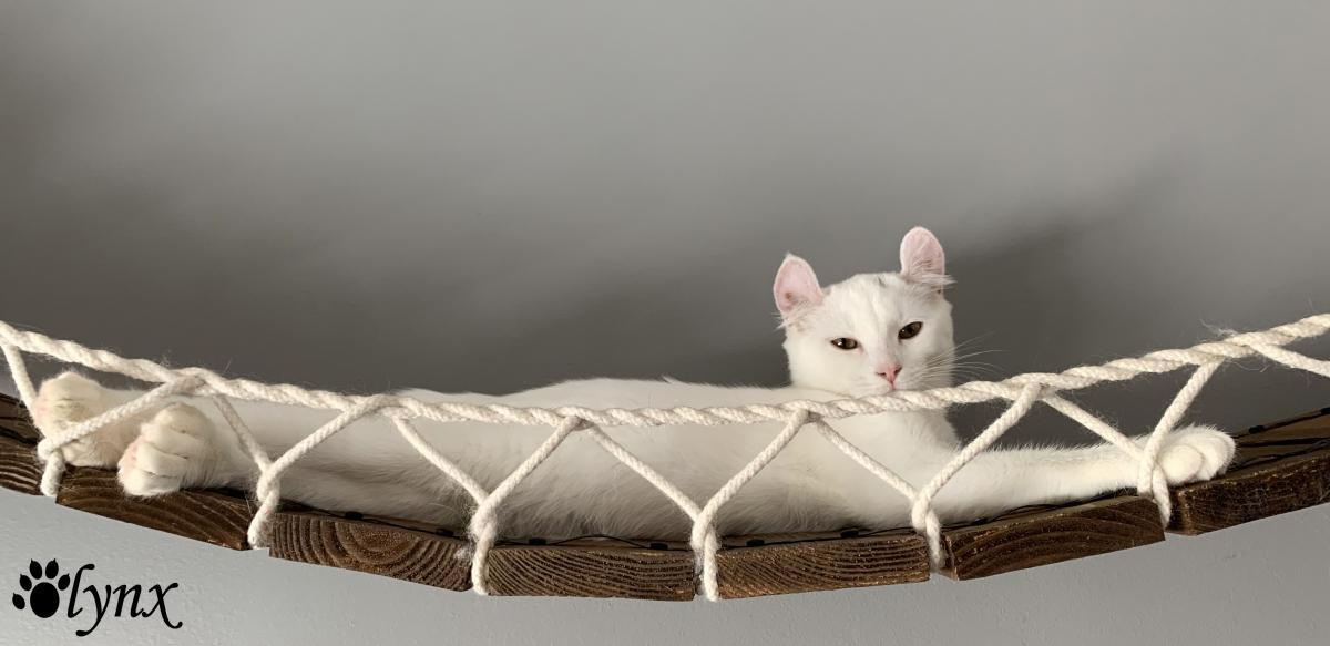 Femelle Highland Lynx (Alpine Lynx)