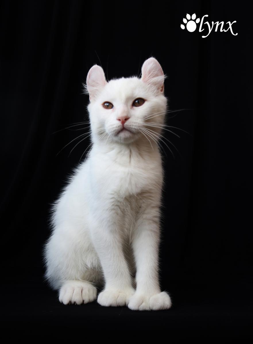 Femelle Highland Lynx (Alpine Lynx)