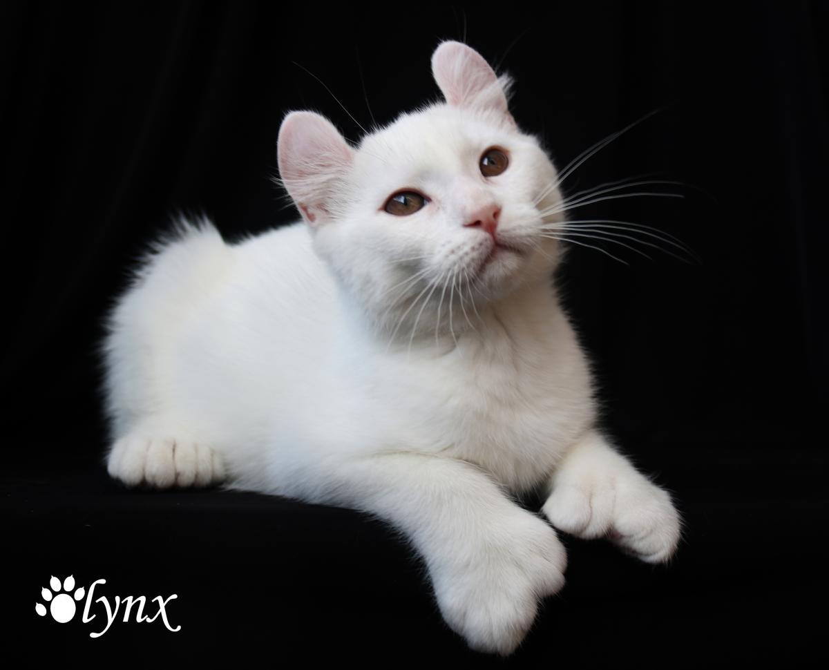 Femelle Highland Lynx (Alpine Lynx)