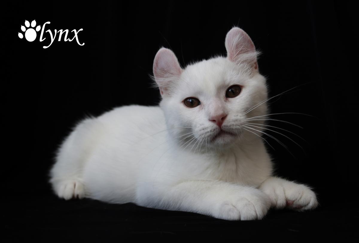 Femelle Highland Lynx (Alpine Lynx)