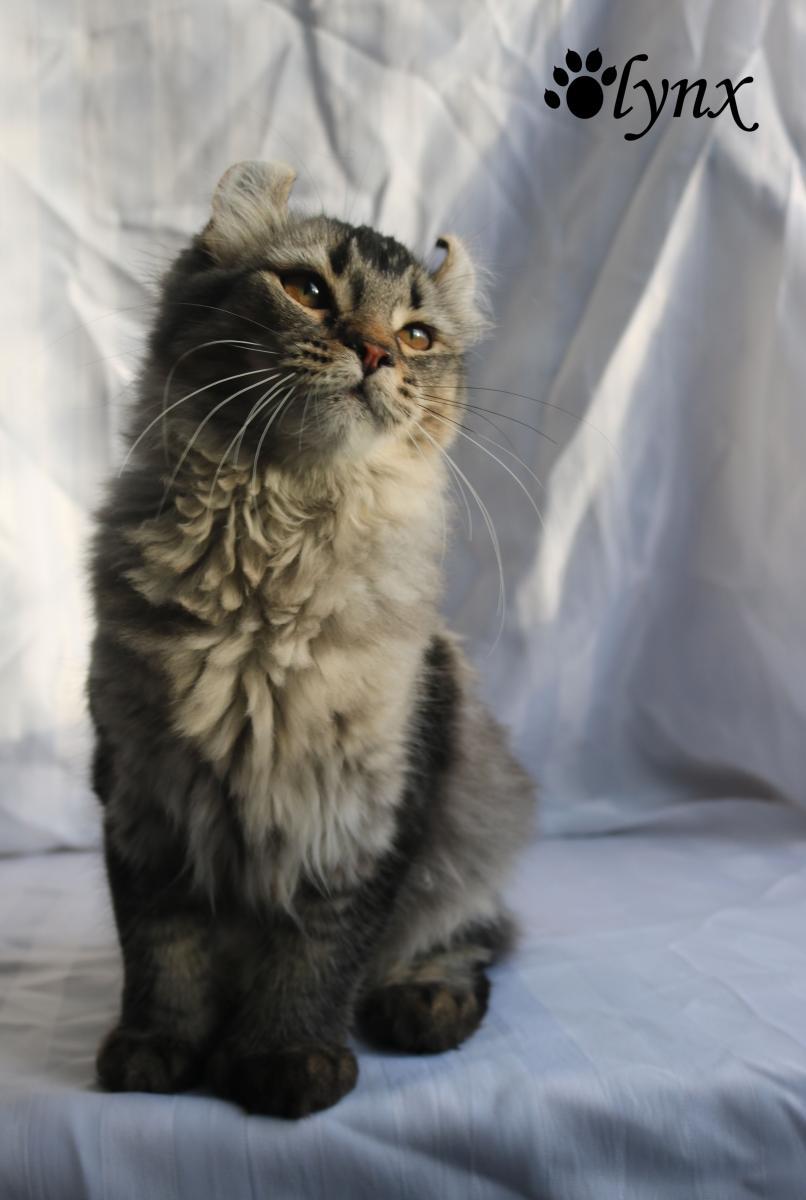 Femelle Highland Lynx