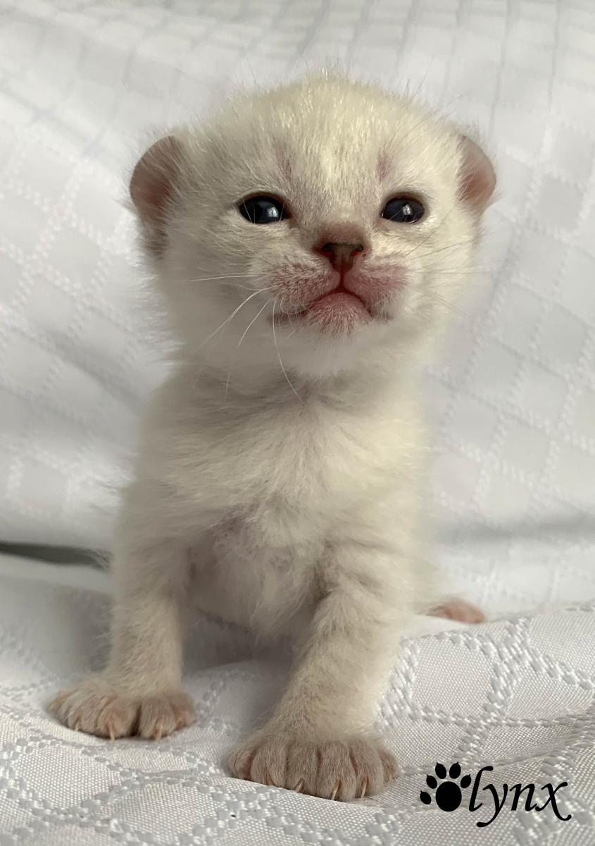 Femelle Highlander / Highland Lynx