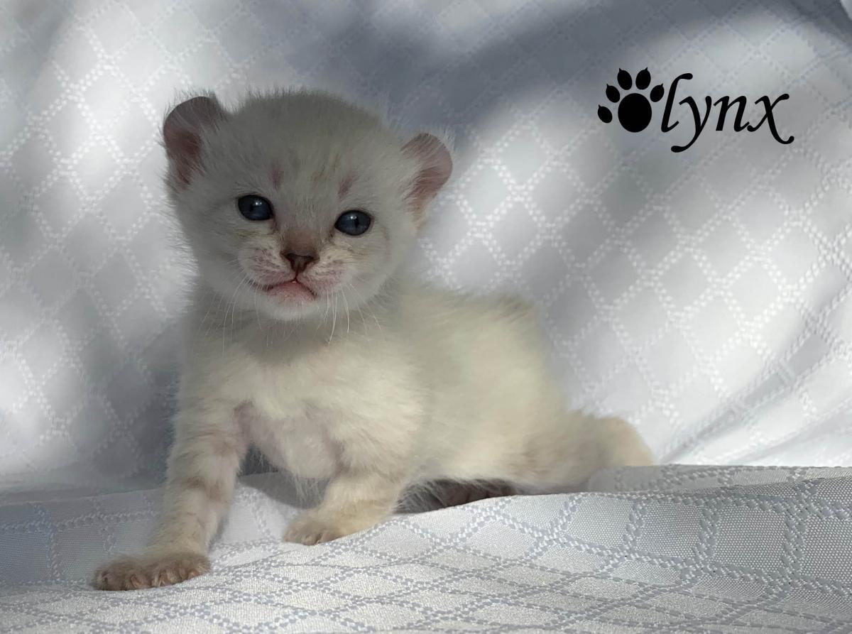 Femelle Highlander / Highland Lynx