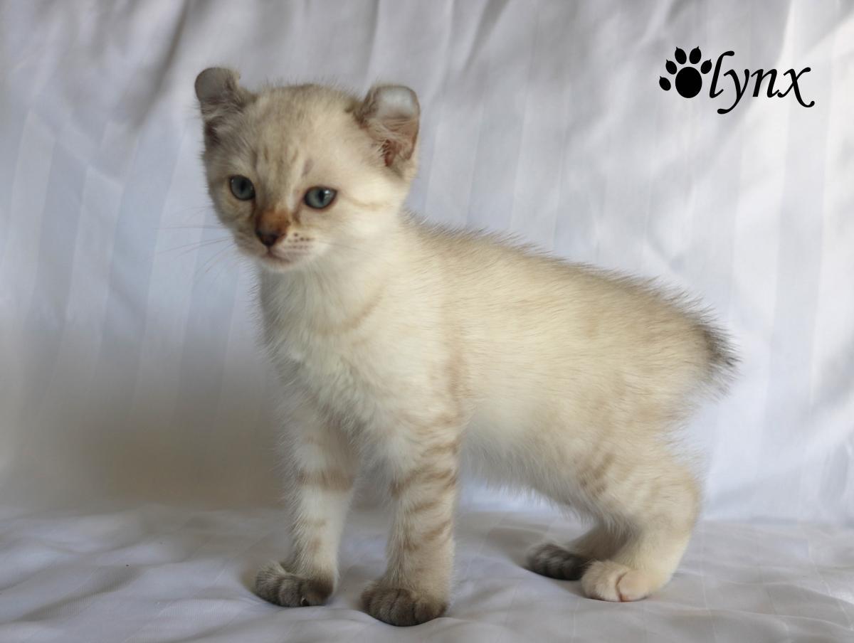 Femelle Highlander / Highland Lynx