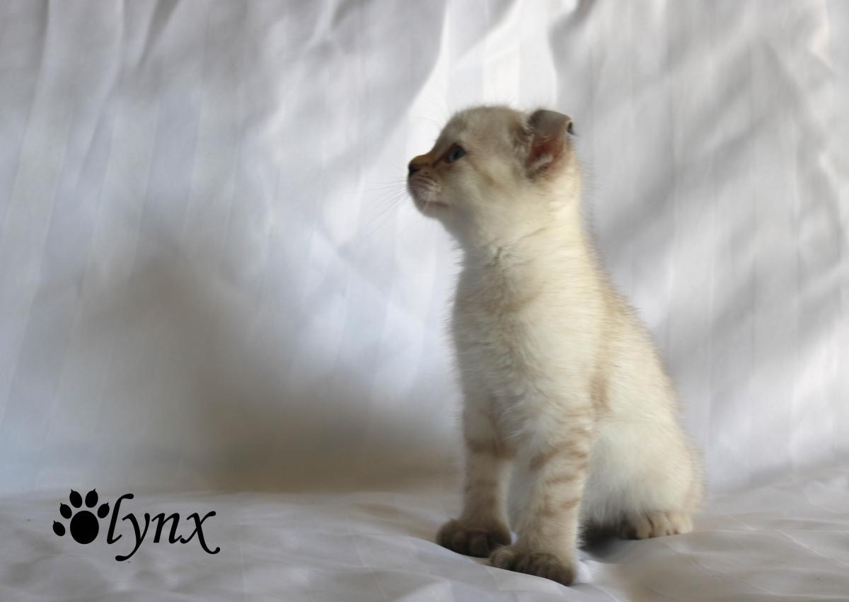 Femelle Highlander / Highland Lynx