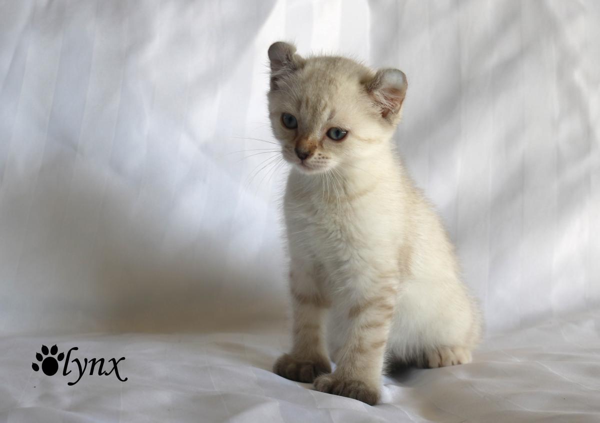 Femelle Highlander / Highland Lynx