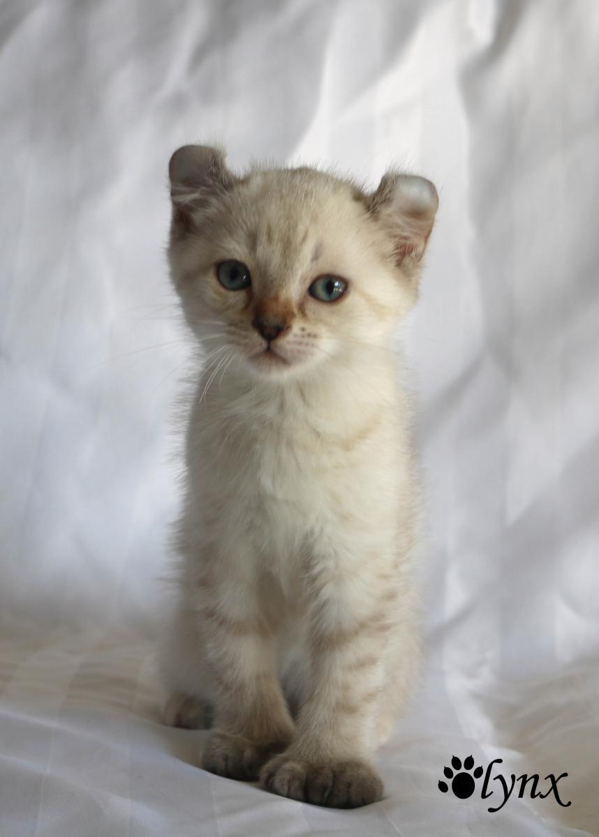 Femelle Highlander / Highland Lynx