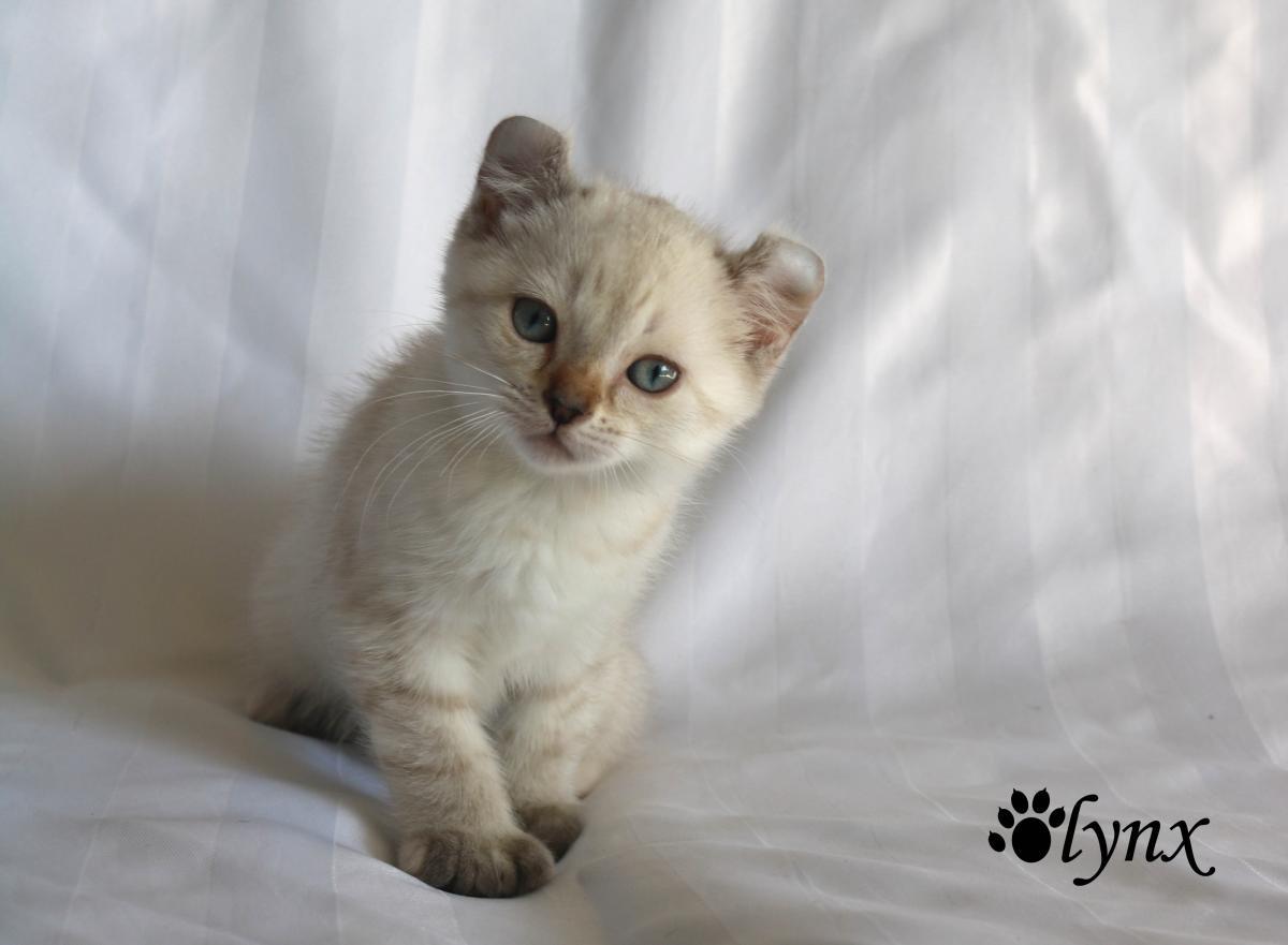 Femelle Highlander / Highland Lynx