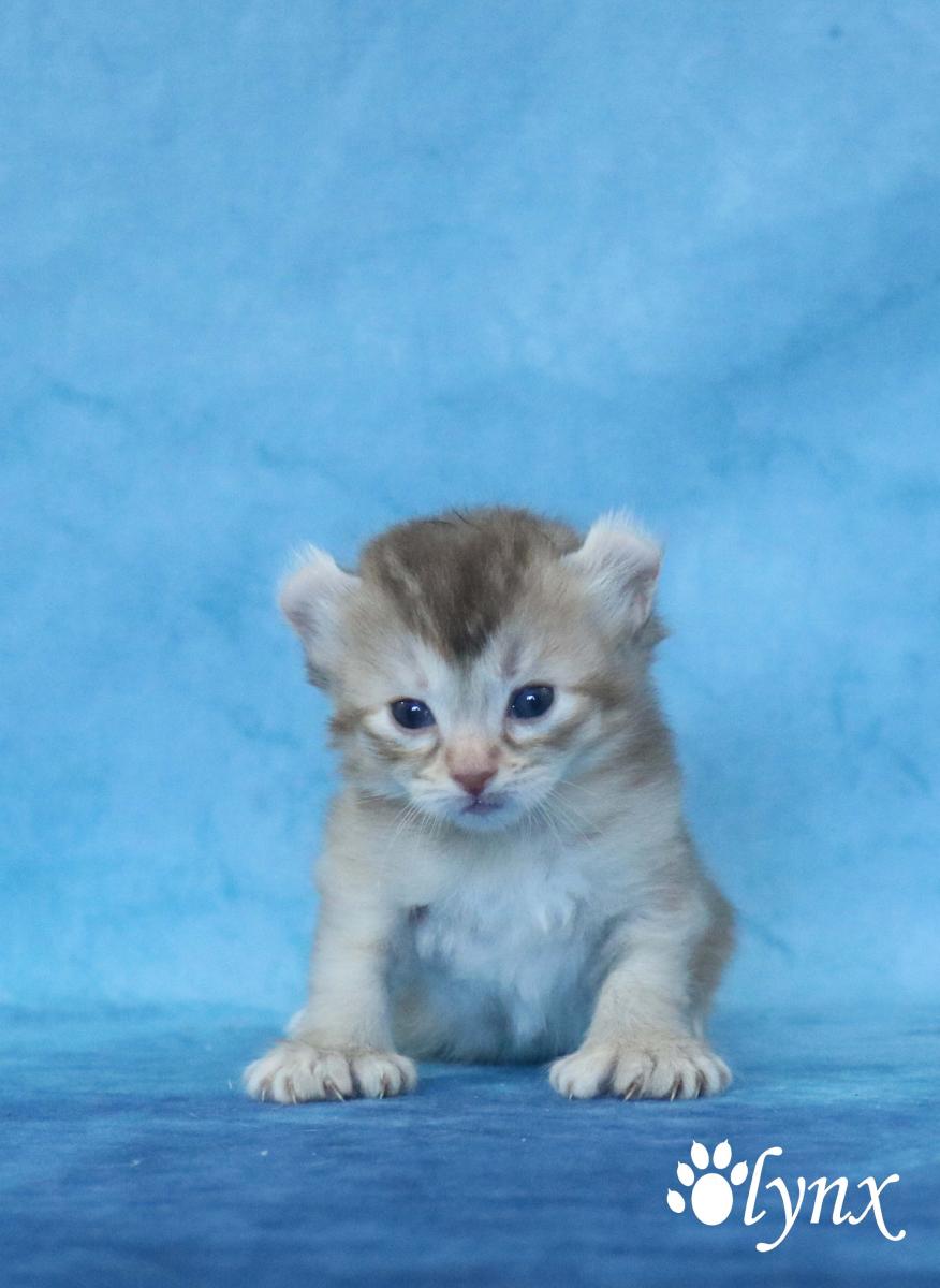 Femelle Highlander / Highland Lynx