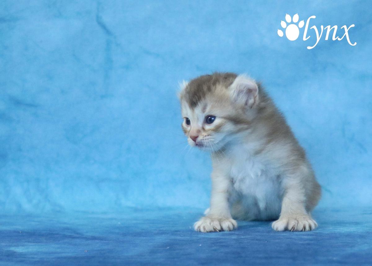 Femelle Highlander / Highland Lynx