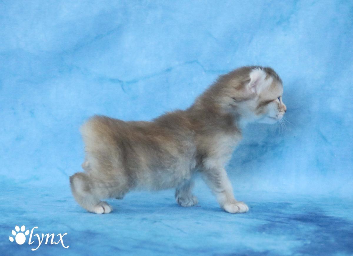 Femelle Highlander / Highland Lynx