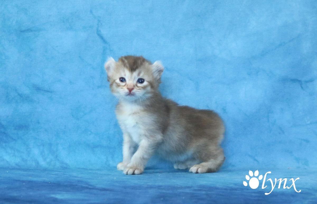 Femelle Highlander / Highland Lynx