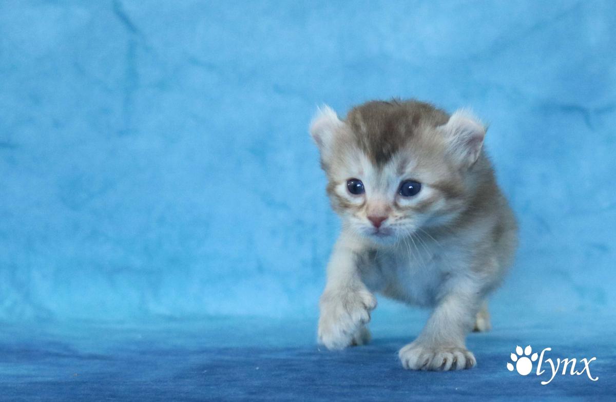 Femelle Highlander / Highland Lynx