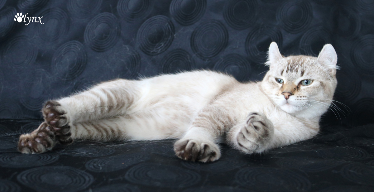 Femelle Highland Lynx