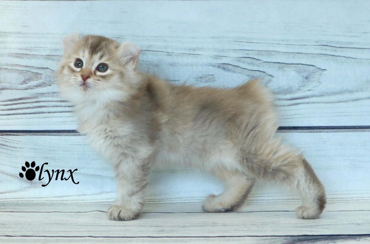 Femelle Highlander / Highland Lynx