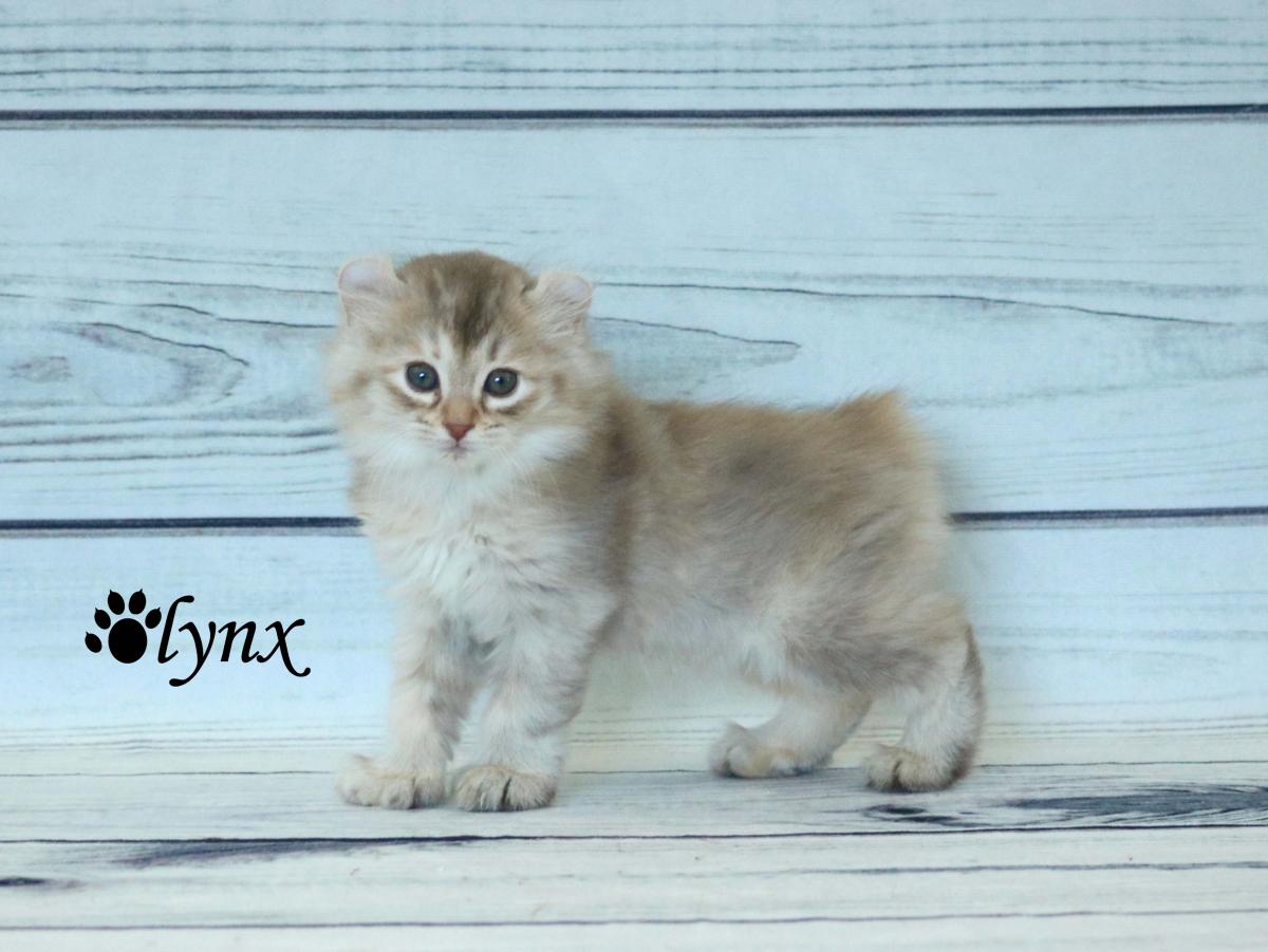 Femelle Highlander / Highland Lynx