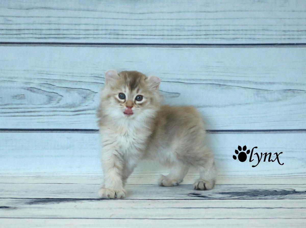 Femelle Highlander / Highland Lynx