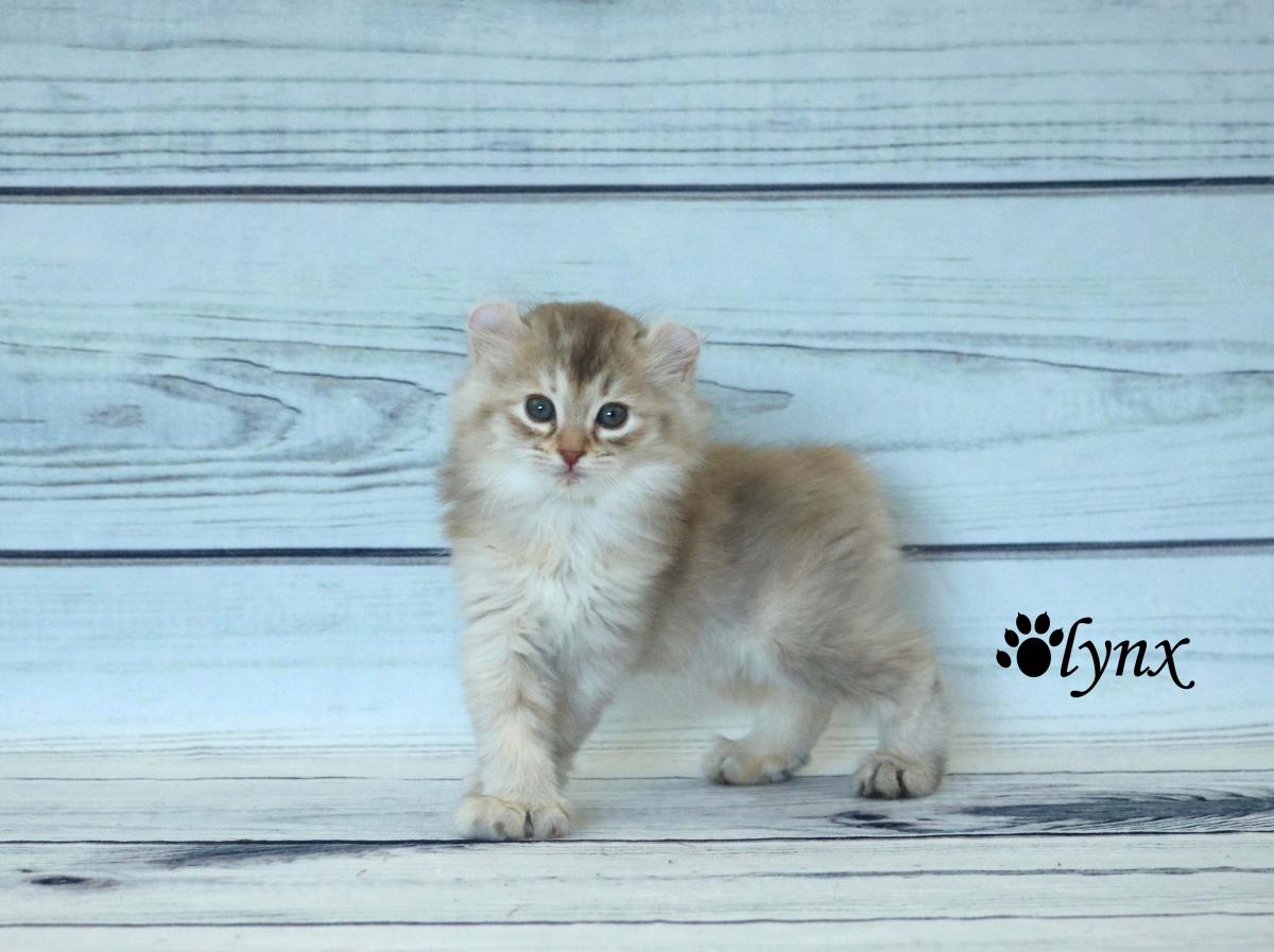 Femelle Highlander / Highland Lynx