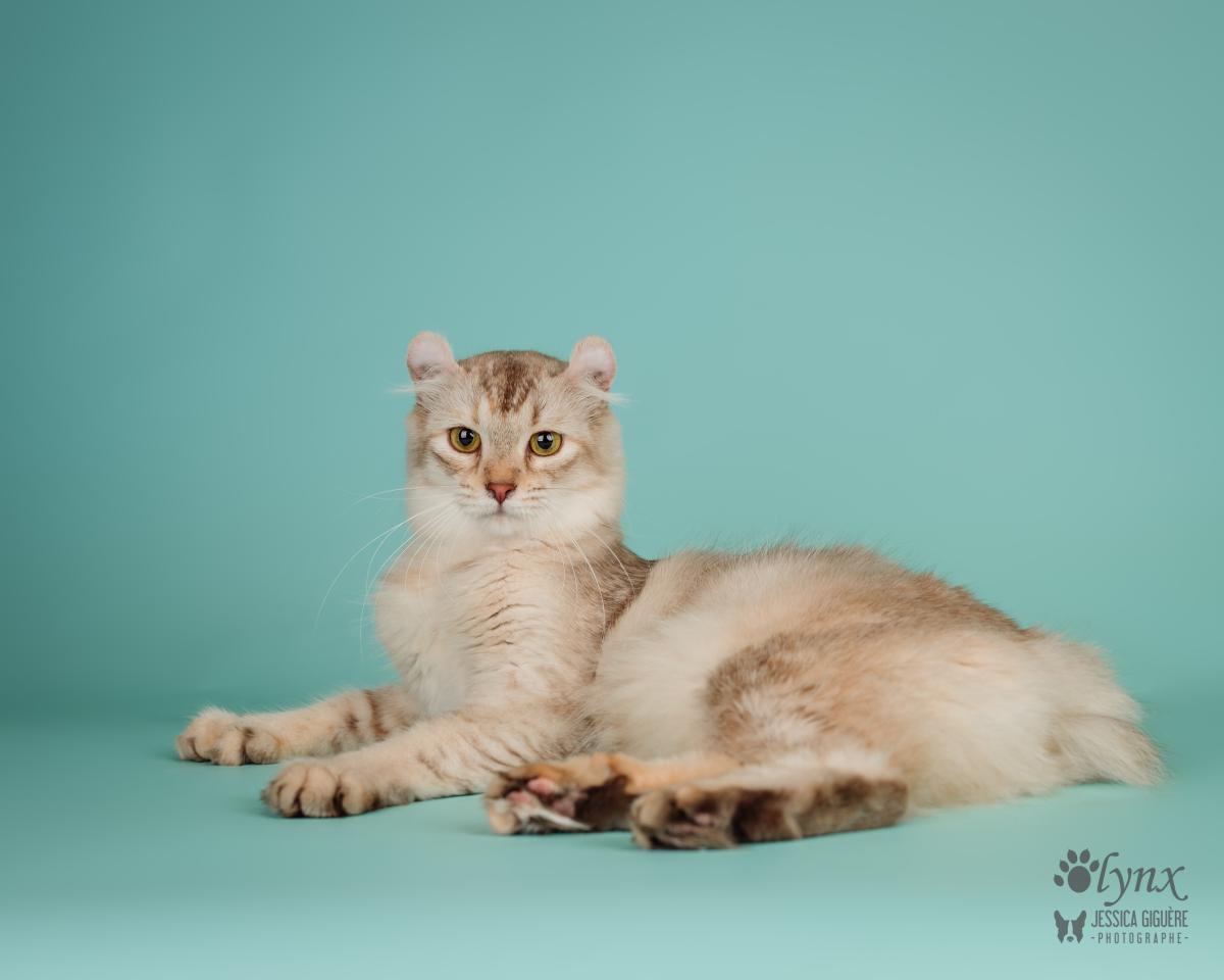 Femelle Highlander / Highland Lynx