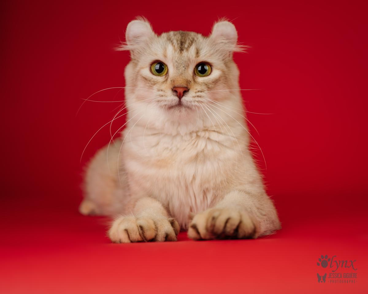 Femelle Highlander / Highland Lynx