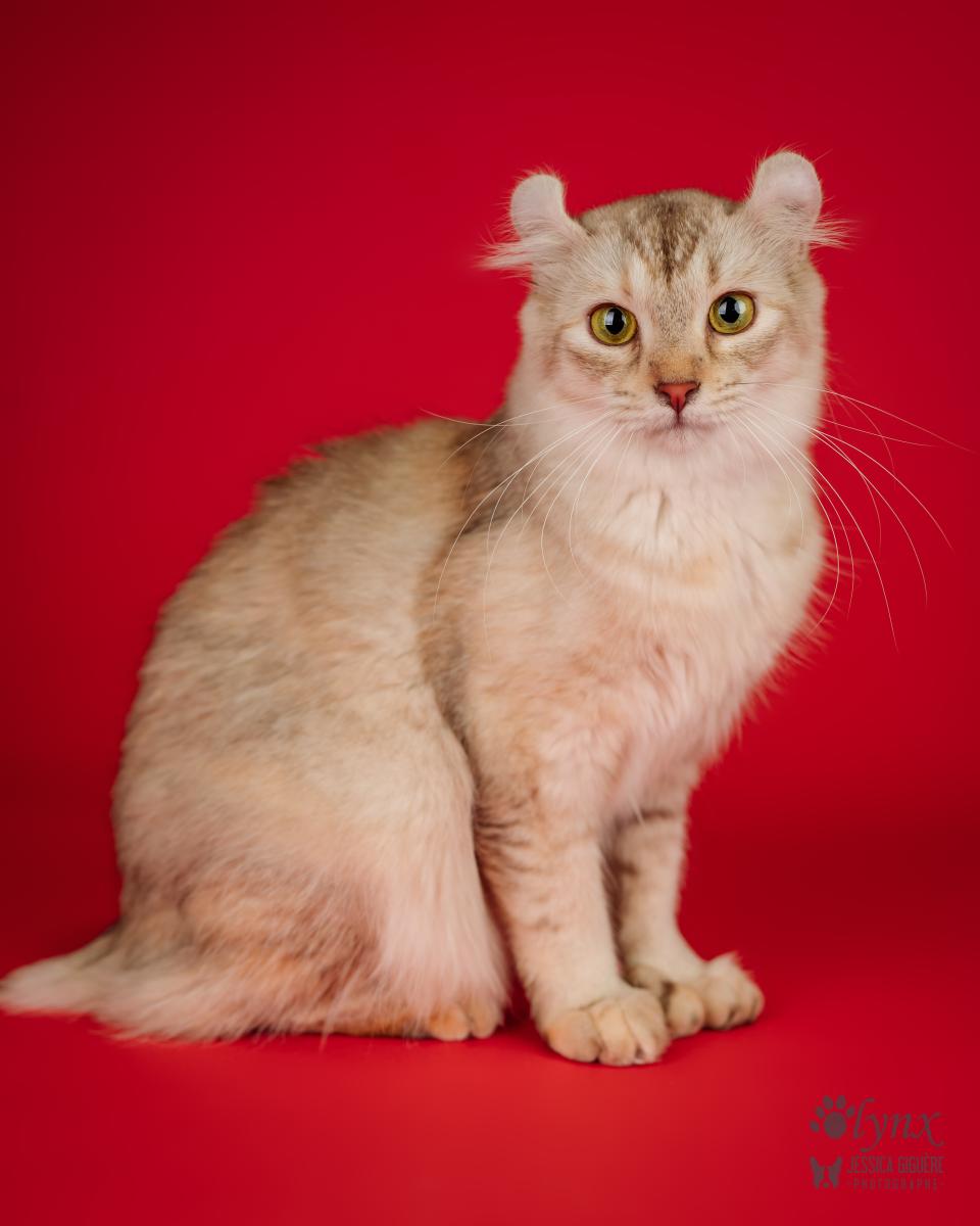 Femelle Highlander / Highland Lynx