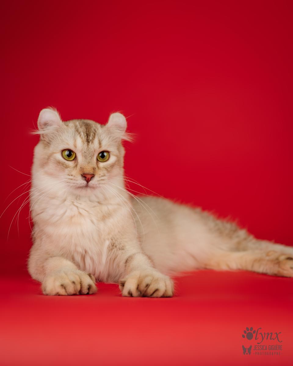 Femelle Highlander / Highland Lynx