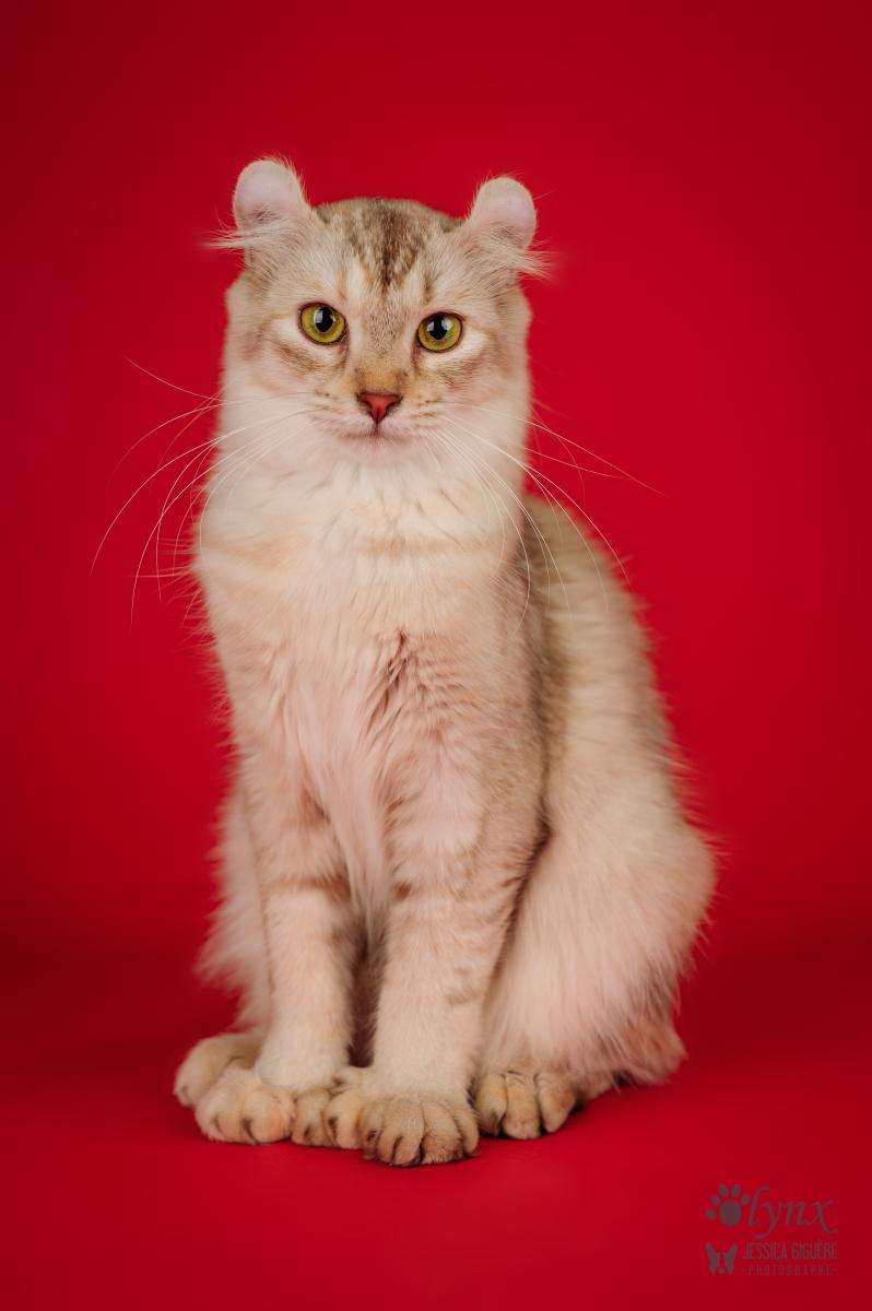 Femelle Highlander / Highland Lynx